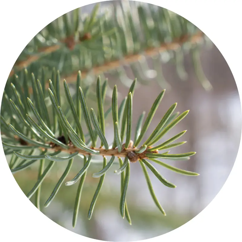 Balsam Fir Pure Essential Oil – Forest-Fresh Aromatherapy Oil 1