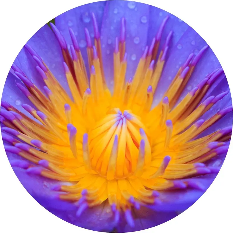 Blue Lotus Absolute Extract 1