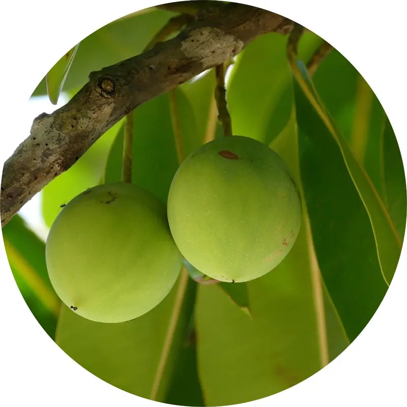 Cold-Pressed Tamanu Carrier Oil 1