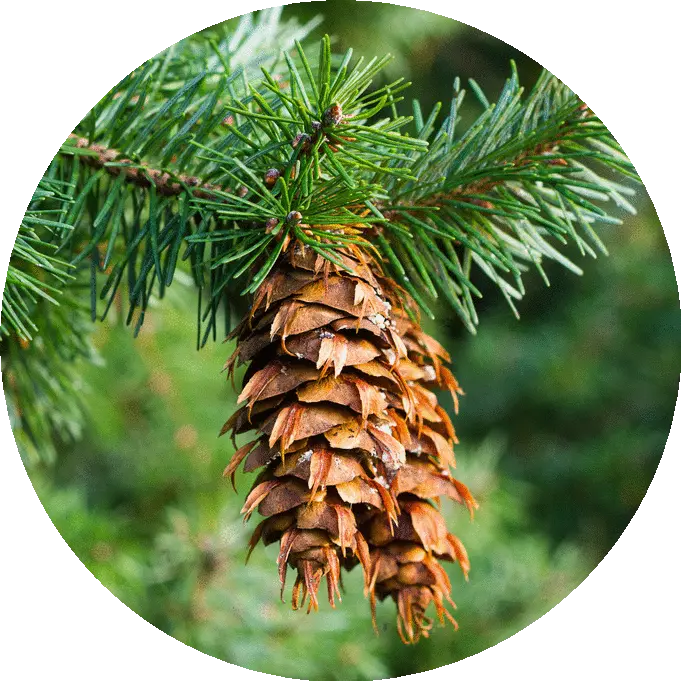 Douglas Fir Forest Essential Oil 1