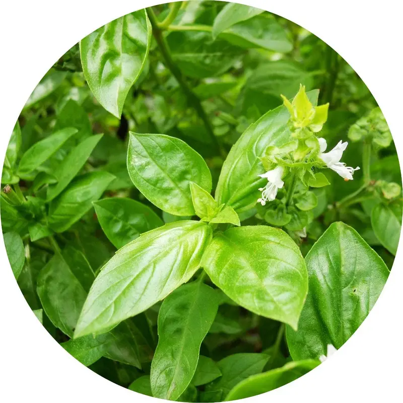 Pure Basil Essential Oil – 100% Natural 1
