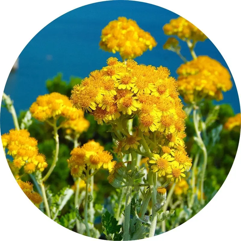 Pure Immortelle (Helichrysum) Essential Oil 1
