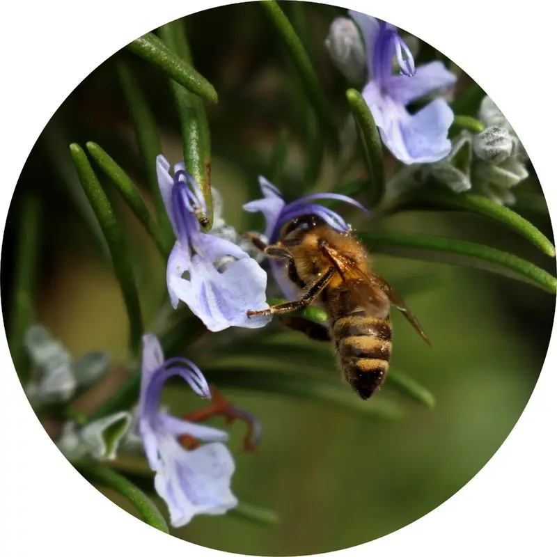 Pure Rosemary Essential Oil – Steam-Distilled Herb Extract 1