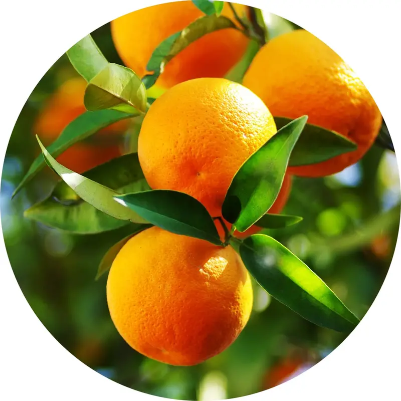 Pure Sweet Orange Cold-Pressed Essential Oil 1