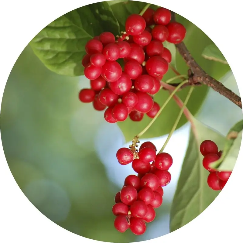 Schisandra Berry Adaptogenic Essential Oil 1