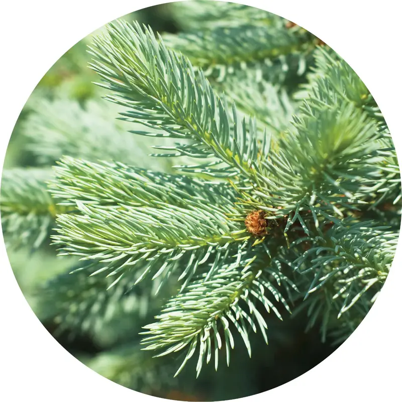Silver Fir Essential Oil – Clean, Green Conifer Oil For Wellness Blends 1