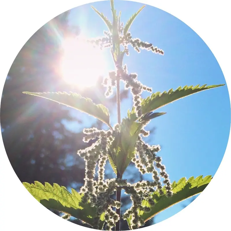 Stinging Nettle Herbal Essential Oil 1