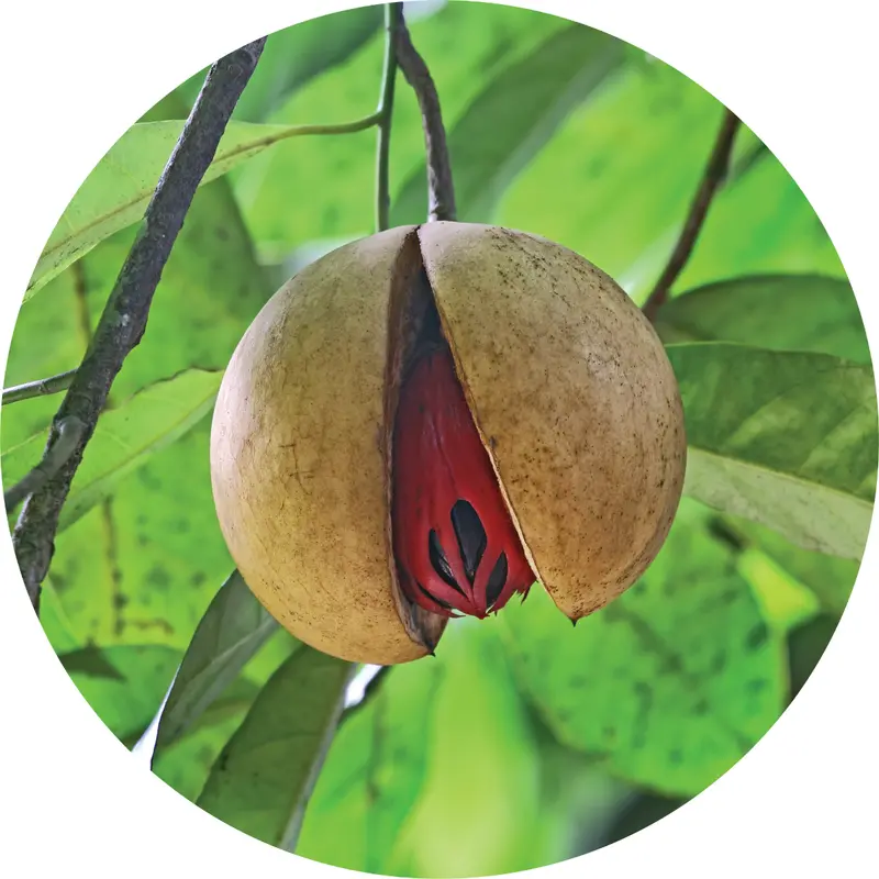Warm Nutmeg Essential Oil 1