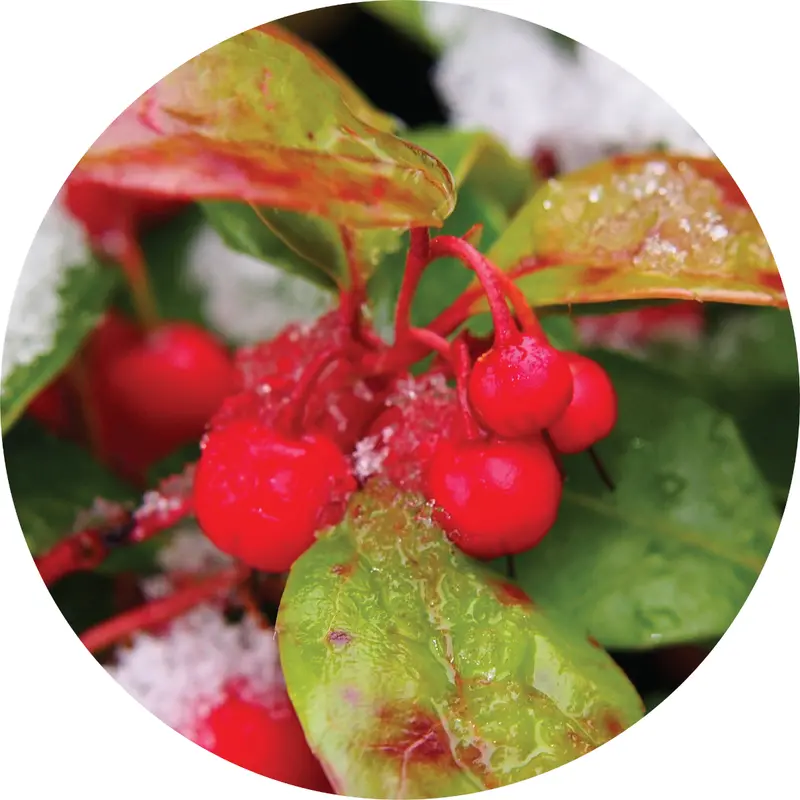 Wintergreen Pure Essential Oil 1